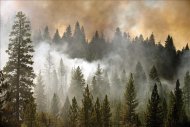 Columnas de humo fueron registradas este martes entre árboles de la localidad de Groveland, en California (Estados Unidos). EFE