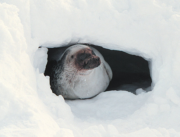 FILE - In this April 30, 2001 file photo provided by Brendan P. Kelly, a ringed seal looks out of a snow cave on the ice off of Barrow, Alaska. Ringed seals, the main prey of polar bears, and bearded seals in the Arctic Ocean will be listed as threatened under the Endangered Species Act, the National Oceanic and Atmospheric Administration announced, Friday, Dec. 21, 2012. (AP Photo/Brendan P. Kelly, File)