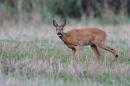 More baby deer are dying in France because of climate change