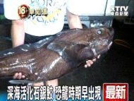 超級罕見！台東捕獲140公分大銀鮫