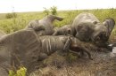To match Feature AFRICA-POACHING/