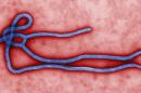 An electron micrograph image of an Ebola virus virion obtained March 24, 2014 from the Centers for Disease Control (CDC) in Atlanta, Georgia