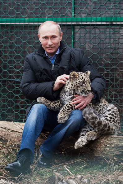 الرئيس الروسي يداعب صغير الفهد في محمية روسية طبيعية للحيوانات المفترسة وذلك ضمن قائمة طويلة من انشطته السياسية