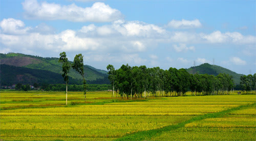 Những cánh đồng đất Việt Canhdong3_063628