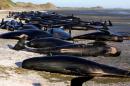 Some of the hundreds of stranded pilot whales marked with an 'X' to indicate they have died can be seen together after one of the country's largest recorded mass whale strandings, in Golden Bay, at the top of New Zealand's South Island