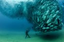 Photos: Up close and personal with a giant school of fish