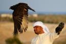 A falcon takes off on Sir Bani Yas Island, one of the largest natural islands in the UAE