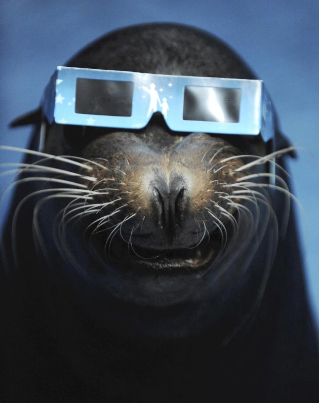 A sea lion wears a solar viewer during an annular solar eclipse at an aquarium in Tokyo