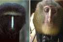 Undated images released by the Public Library of Science and available Thursday Sept 13 2012 show a captive adult male Cercopithecus hamlyni, left, and an adult male Cercopithecus lomamiensis, right. Researchers have identified a new species of African monkey, locally known as the Lesula, right, described in the Sep. 12 issue of the open access journal PLOS ONE. This is only the second new species of African monkey discovered in the last 28 years. The monkey bears a resemblance to the owl faced monkey, left, but its coloration was unlike that of any other known species. (AP Photo/ Public Library of Science, Noel Rowe (left) and Maurice Emetshu, right)