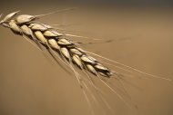 Dois genes que conferem às plantas de trigo uma resistência a uma nova cepa devastadora da ferrugem negra