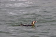 Después de que el pingüino número 337 se atreviera a escaparse del acuario de Tokio y se desvaneciera en las aguas de la bahía hace dos meses, muchos temieron lo peor para este aventurero fugitivo. En la imagen, el pingüino de un año visto en la Bahía de Tokyo en una foto tomada el 7 de mayo de 2012 y difundida por la Guardia Costera de Tokyo el 16 de mayo de 2012. REUTERS/Tokyo Coast Guard Office