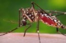 Dengue, Malaria and Deadly Disease Outbreaks Worldwide