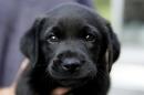 Ohio to make first-offense pet cruelty a felony with 'Goddard's Law'