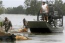 Henson and Cosse work in water to try to save cattle along Highway 23 after Hurricane ISAAC in Plaquemines Parish