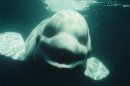 Male Beluga Whale Mimics Human Voice