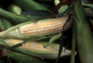 Porumbul modificat genetic afectează organismul / Getty Images