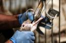 Force-feeding ducks to make foie gras is legal in France, but the European Union ruled in 2011 that birds cannot be kept in individual cages and gave farms until the end of 2015 to comply