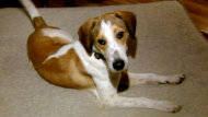 Hundreds Want Death-Defying Beagle Named Daniel (ABC News)