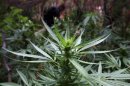 A marijuana plant is seen as officers of Baja California's State Preventive Police (PEP) search for more plants near Hongo in the municipality of Tecate in Baja California