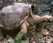 Giant tortoise Lonesome George dies孤獨喬治」之死