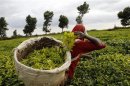 A worker picks tea at a plantation in Githunguri