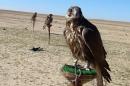 Wealthy citizens of Sunni Gulf states commonly venture to Iraq to hunt with falcons, escaping the restrictions they face at home