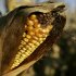 Time to Harvest Profits in Corn: Ilczyszyn