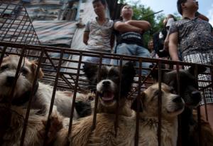 Vendors wait for customers to buy dogs in cages at&nbsp;&hellip;
