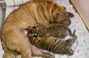 In this picture taken, Monday, June 4, 2012, Shar Pei dog Cleopatra feeds two baby tigers in the Black Sea resort of Sochi, southern Russia. Two baby tigers whose mother refused to feed them found an unusual wet nurse, a wrinkled, sand-colored Shar Pei dog named Cleopatra. The cubs were born in late May in a zoo at the October health resort in Sochi. (AP Photo/Igor Okunin)