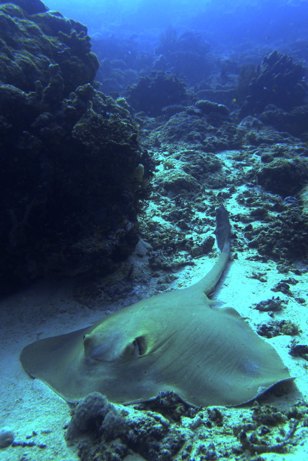 A sting ray resting on the sea bed at Maratua, Indonesia. This fine specimen was roughly 3m long from head to tail.