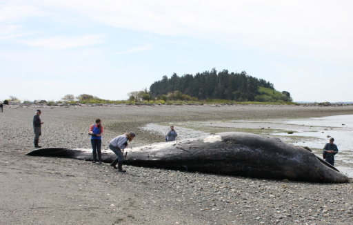 This photo provided by Cascadia Research, biologists and volunteers examine a dead gray whale on April 23, 2012 at Camano Island, Wash.  The initial exam found no trauma or obvious cause of death. The whale had swallowed some debris, including a golf ball, but it wasn’t enough to kill the 37-foot male. The garbage was minimal and not the cause of death, which remains under investigation with tissue tests, said spokesman Brian Gorman. It's common for whales to pick up debris near urban areas because they are filter feeders. There were no signs of trauma or entanglement on the whale, he said. (AP Photo/Cascadia Research)