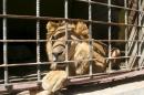 A lion sits inside its cage at a zoo in Yemen's southwestern city of Taiz