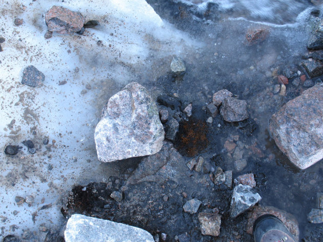 El musgo que emergió tras el retroceso del graciar canadiense, fotografiado por los investigadores.