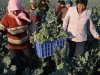 Workers collect cauliflowers for exporting at a farm in Juxian county in east China's Shandong province on Wednesday Oct. 17, 2012. China's economic growth tumbled to the lowest in more than three years in the latest quarter but retail sales and other activity accelerated in a sign a recovery from the painful downturn is taking shape. (AP Photo) CHINA OUT
