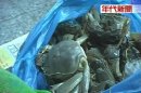 洩憤! 大閘蟹被綁架 養殖場前員工犯案