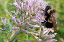 File Photo: A rusty patched bumble bee