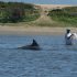 Dolphins Help Fishermen Catch Fish