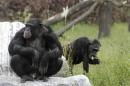 Chimpanzees enjoy the sun at sanctuary in Gaenserndorf