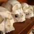 Battered Skulls Reveal Violence Among Stone Age Women