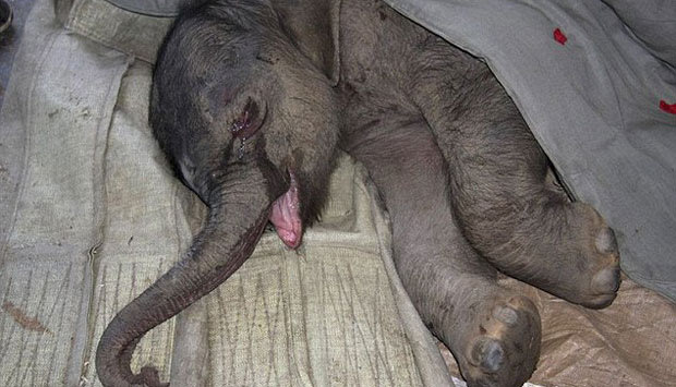 Diinjak Induknya, Bayi Gajah Menangis 5 Jam  