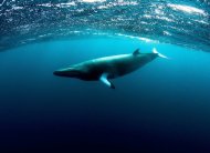 Foto divulgada nesta quarta-feira (14) mostra baleias-minke-anãs na Grande Barreira de Corais