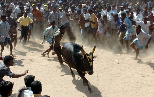 Jallikattu - the blood-sport of bull-taming. Click for more photos