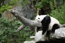 File photo of Giant Panda Mei Xiang enjoying her afternoon nap at the National Zoo in Washington