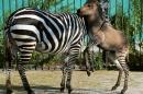 A hybrid (R) of zebra and a donkey plays with his mother at the Taigan zoo park outside Simferopol on August 5, 2014. The 'zonkey' has been named 'Telegraph' by his keepers
