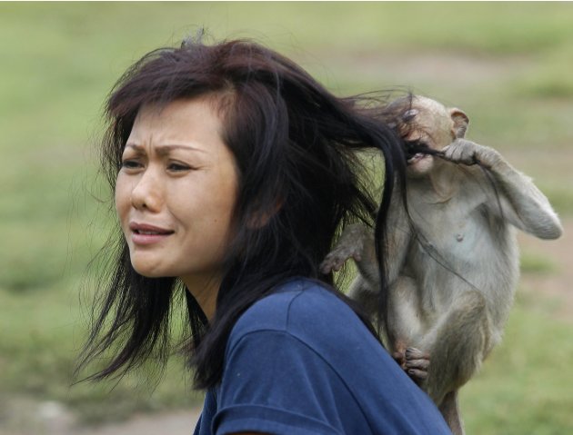 A monkey nips a woman's hair at the Pra Prang Sam Yot temple during the Monkey Buffet Festival in Lopburi province