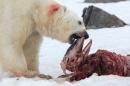 A polar bear eats a white-beaked dolphin in the Smeerenburgfjorden fjord, in the Norwegian archipelago of Svalbard, Norway, on July 4, 2014