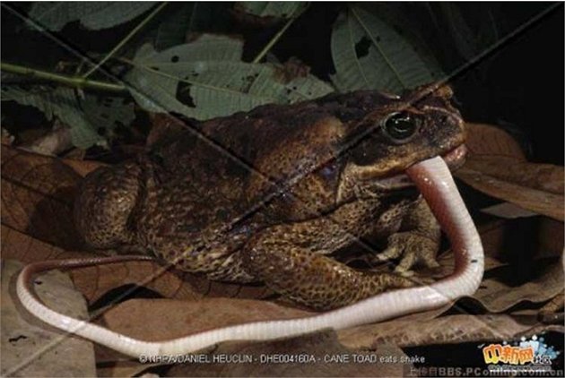 Kỳ dị loài ếch xanh ngấu nghiến ăn thịt rắn độc