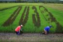 An artwork featuring the image Philippine President Rodrigo Duterte is seen on a rice paddy in Los Banos city, Laguna province, south of Manila