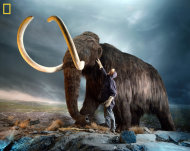 This photo shows a museum worker inspecting a replica of a woolly mammoth (Mammuthus primigenius), a relative of modern elephants that went extinct 3,000 to 10,000 years ago.