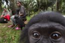 Chimps, gorillas, other apes being lost to trade